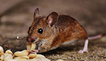 24 Hour & Emergency Exterminators in University of Southern CA, CA